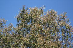 Symplocos cochinchinensis subsp. laurina